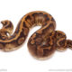 pied ball python for sale