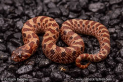 Sable hognose snake for sale