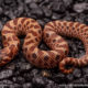 Sable hognose snake for sale