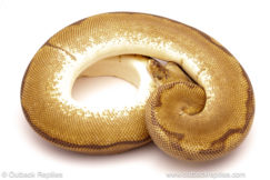 ball python for sale