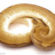 ball python for sale