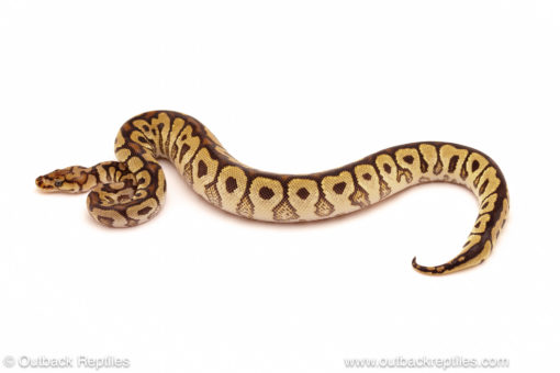 ball python for sale