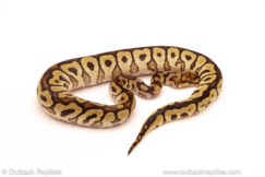 ball python for sale