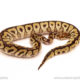 ball python for sale