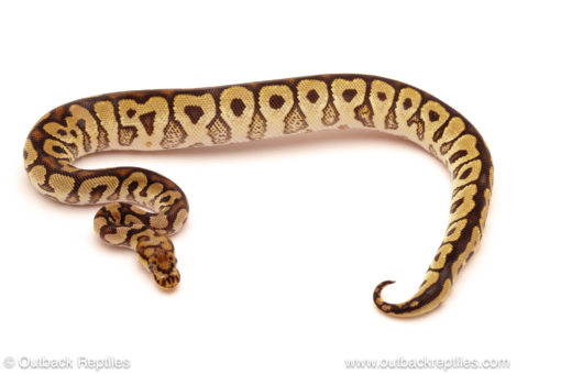 ball python for sale