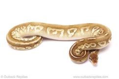 ball python for sale