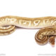 ball python for sale