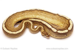 ball python for sale