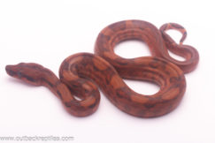 female blood boa