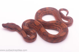 female blood boa