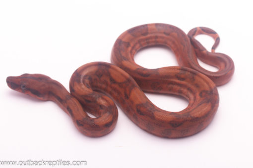 female blood boa