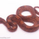 female blood boa