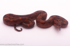 blood boa male