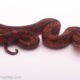 blood boa male