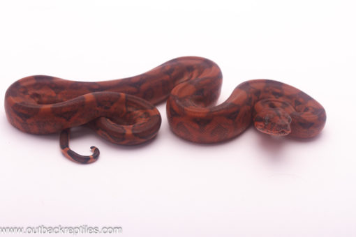 blood boa male