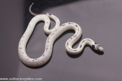 high white cal king