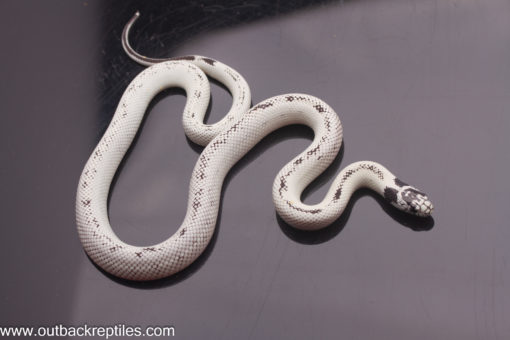 high white cal king