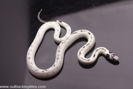 high white cal king