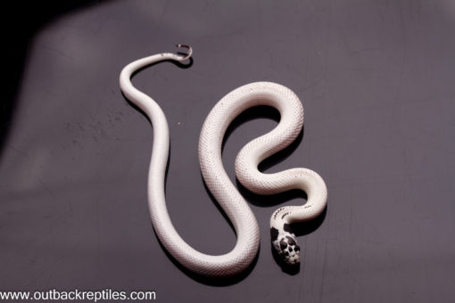 high white cal king