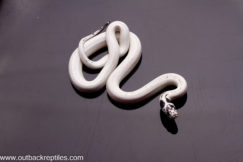 high white cal king