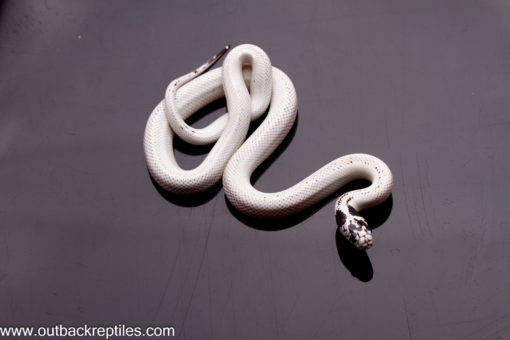 high white cal king