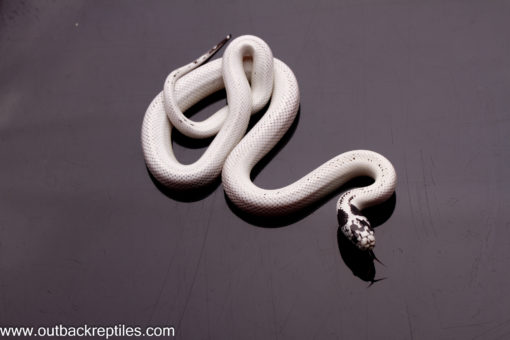 high white cal king