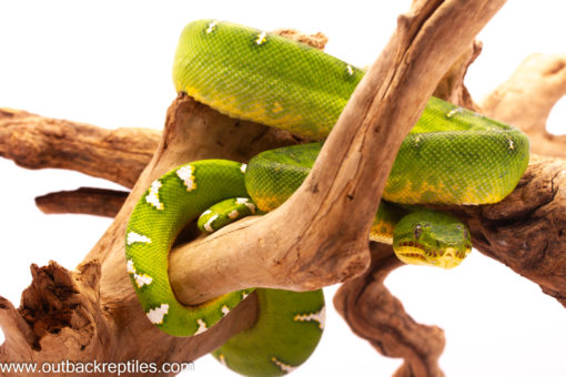 emerald tree boa