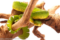 emerald tree boa