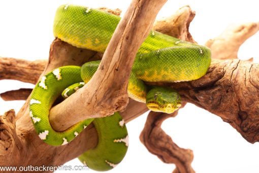 emerald tree boa