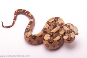 pink panther t+ vpi boa for sale