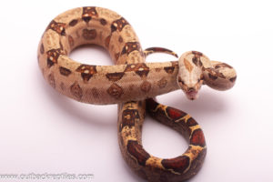 pink panther t+ vpi boa for sale