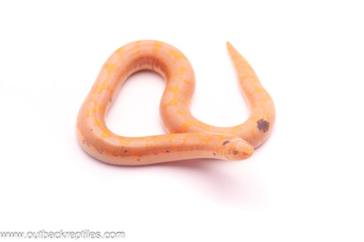 Albino Paradox Sand Boa