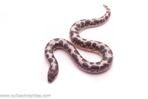 anery het albino sand boa