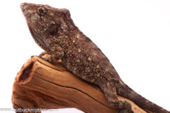 false chameleon