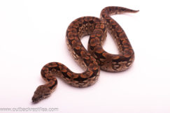 female dumeril boa