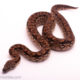 female dumeril boa