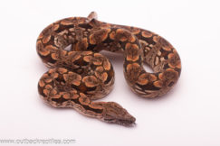 female dumeril
