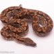 female dumeril