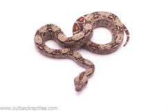 female columbian boa