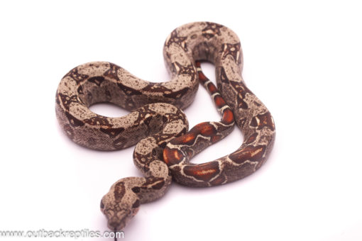 female columbian boa