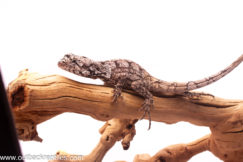 Juvenile Australian Frilled Dragon