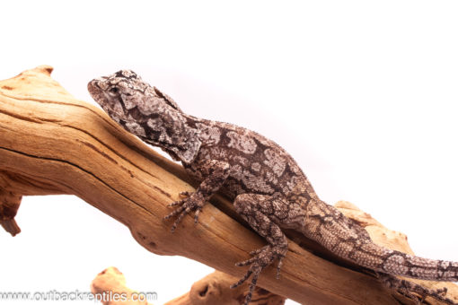 Juvenile Australian Frilled Dragon