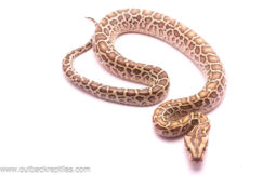 hypo burmese python