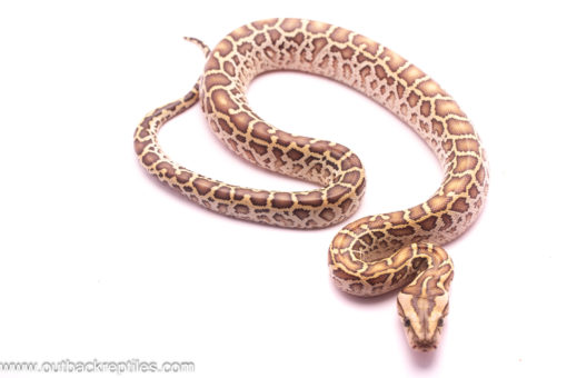 hypo burmese python