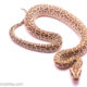 hypo burmese python