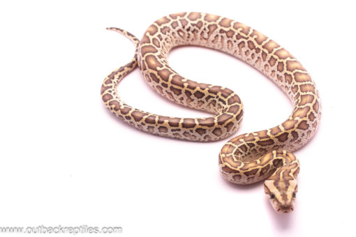 hypo burmese python