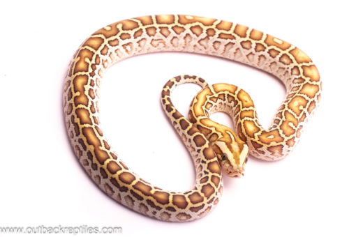 hypo burmese python male