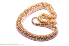 hypo burmese python male