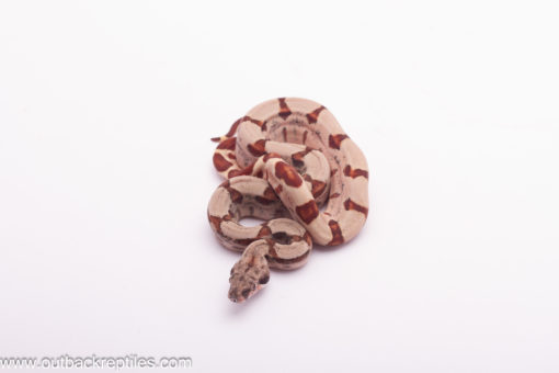 hypo jungle boa female