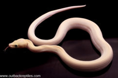 ivory burmese python female